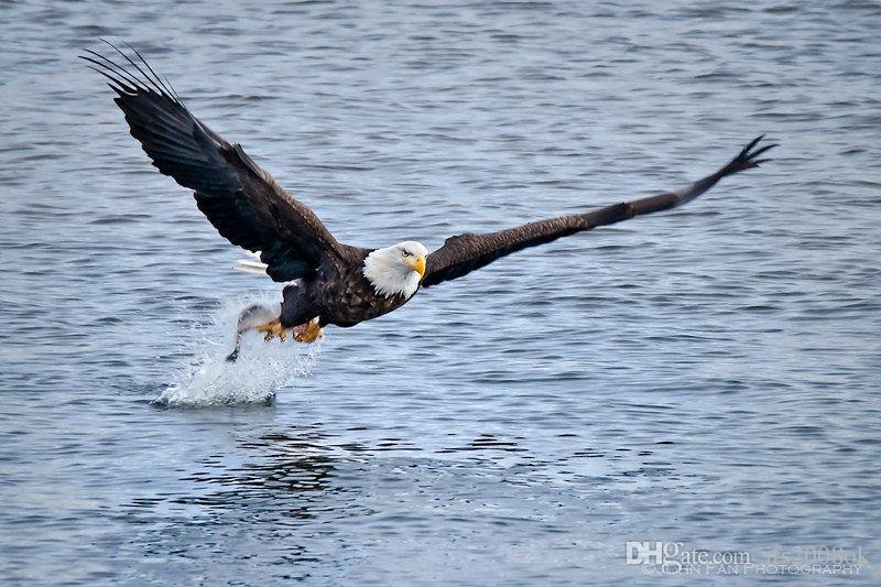 800x533 2018 The Eagle Flying On The Sea,high Quality Animal Art Painting - Eagle Flying Painting