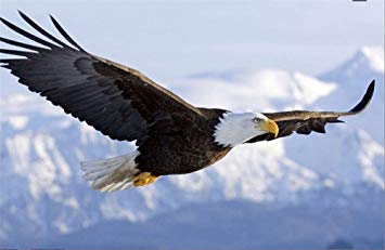 355x231 Yeesam Art New 5d Diamond Painting Kit - Eagle Flying Painting