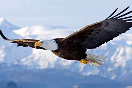425x283 Bald Eagle Flying - Eagle Flying Painting