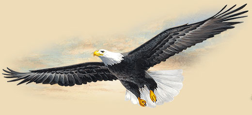 520x238 Bald Eagle Facts, Information, And Photos - Eagle Flying Painting