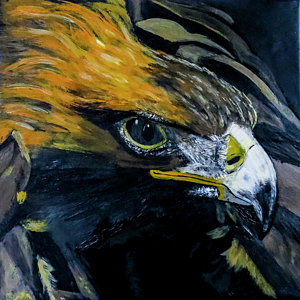 300x300 Eagle Head Paintings - Eagle Head Painting