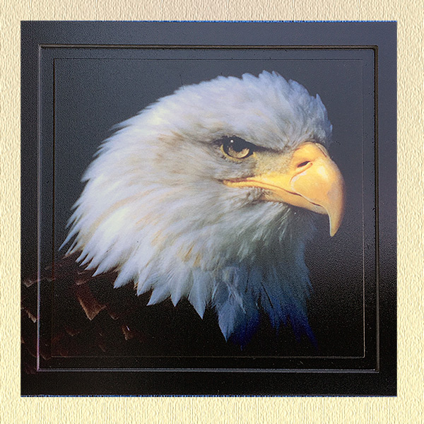 600x600 Eagle Head Square Coaster American Eagle Foundation - Eagle Head Painting