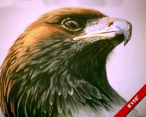 300x240 Hawk Eagle Head Portrait Wild Bird Painting Wilderness Art Real - Eagle Head Painting