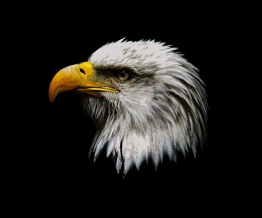 900x750 Realistic Eagle Drawing Painted Bald Eagle Head Photograph - Eagle Head Painting