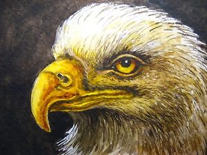 300x225 Watercolor Painting Bald Eagle Head Bird Beak Feathers Nature Aceo - Eagle Head Painting