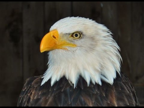 480x360 Weekly Painting 68 Bald Eagle Head White Feathers - Eagle Head Painting