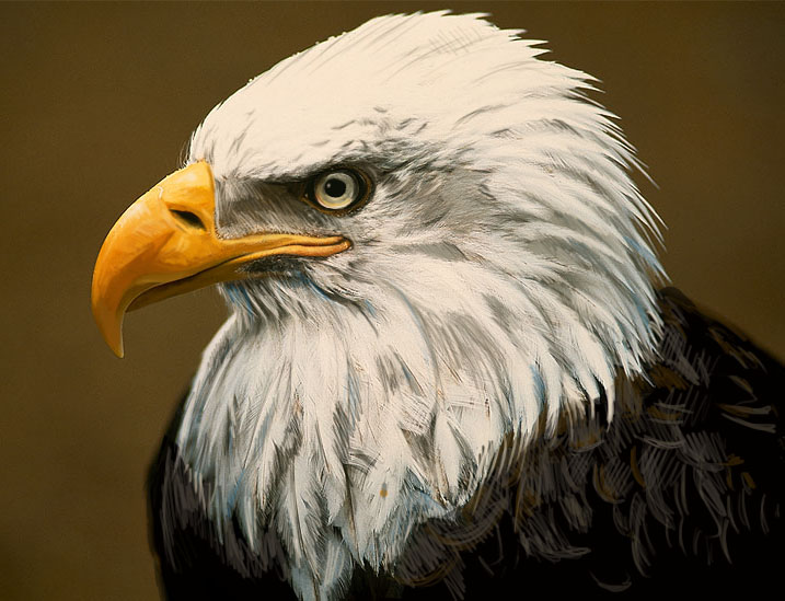 717x549 Eagle Digital Painting Steve's Illustrations - Eagle Head Painting