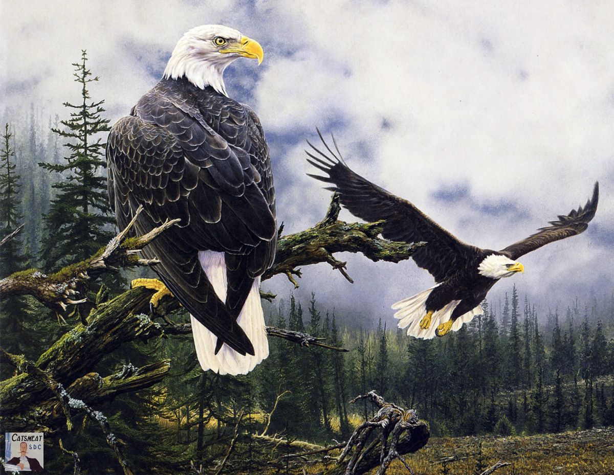 1200x929 Bald Eagle Art - Eagle Oil Painting