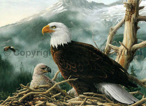 300x218 Bald Eagle Nest, Original Wild Life Handmade Oil Painting - Eagle Oil Painting