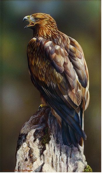 350x594 Wayne Westwood, Original Oil Painting On Panel, Golden Eagle - Eagle Oil Painting