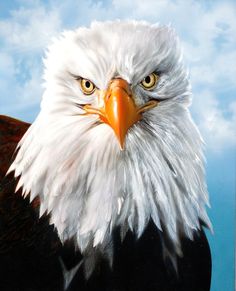 236x291 Eagle Paintings Bob Eagle Painting A Raptors - Eagle Painting