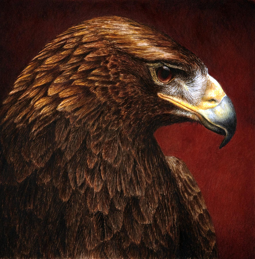 886x900 Golden Look Golden Eagle Painting By Pat Erickson - Eagle Painting