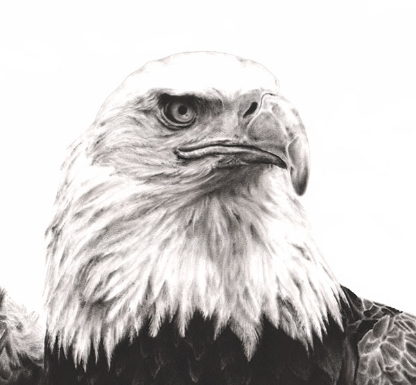 600x555 Bald Eagle Dry Brush Print Watercolor Animal Paintings - Eagle Painting