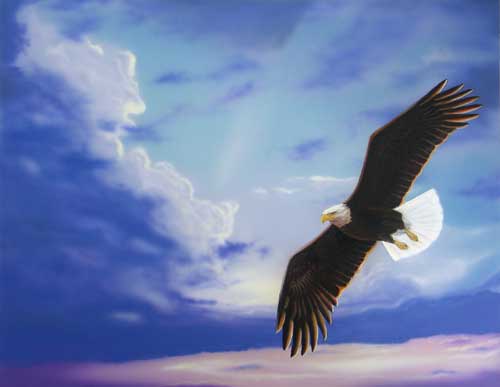 500x387 New Eagle Painting - Eagle Painting Images