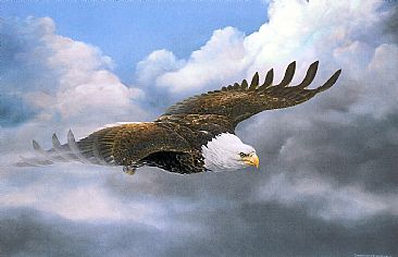 366x236 Bald Eagle - Eagle Painting Images