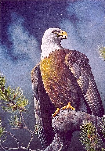 366x525 Bald Eagle - Eagle Painting Images