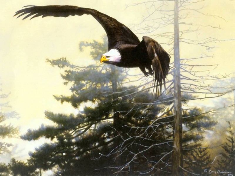 800x600 Bald Eagle Painting Wallpaper Free Hd Images - Eagle Painting Images