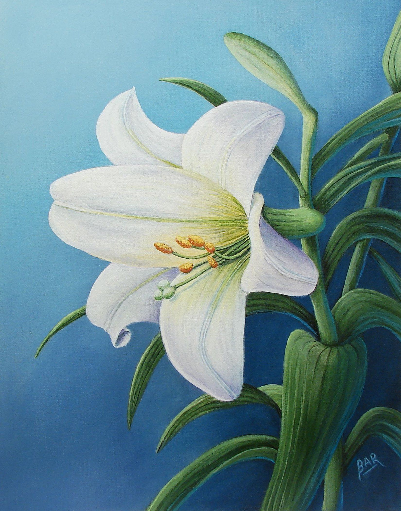 1650x2100 Easter Lily Painting By Barbara Ann Robertson Flower - Easter Lily Painting