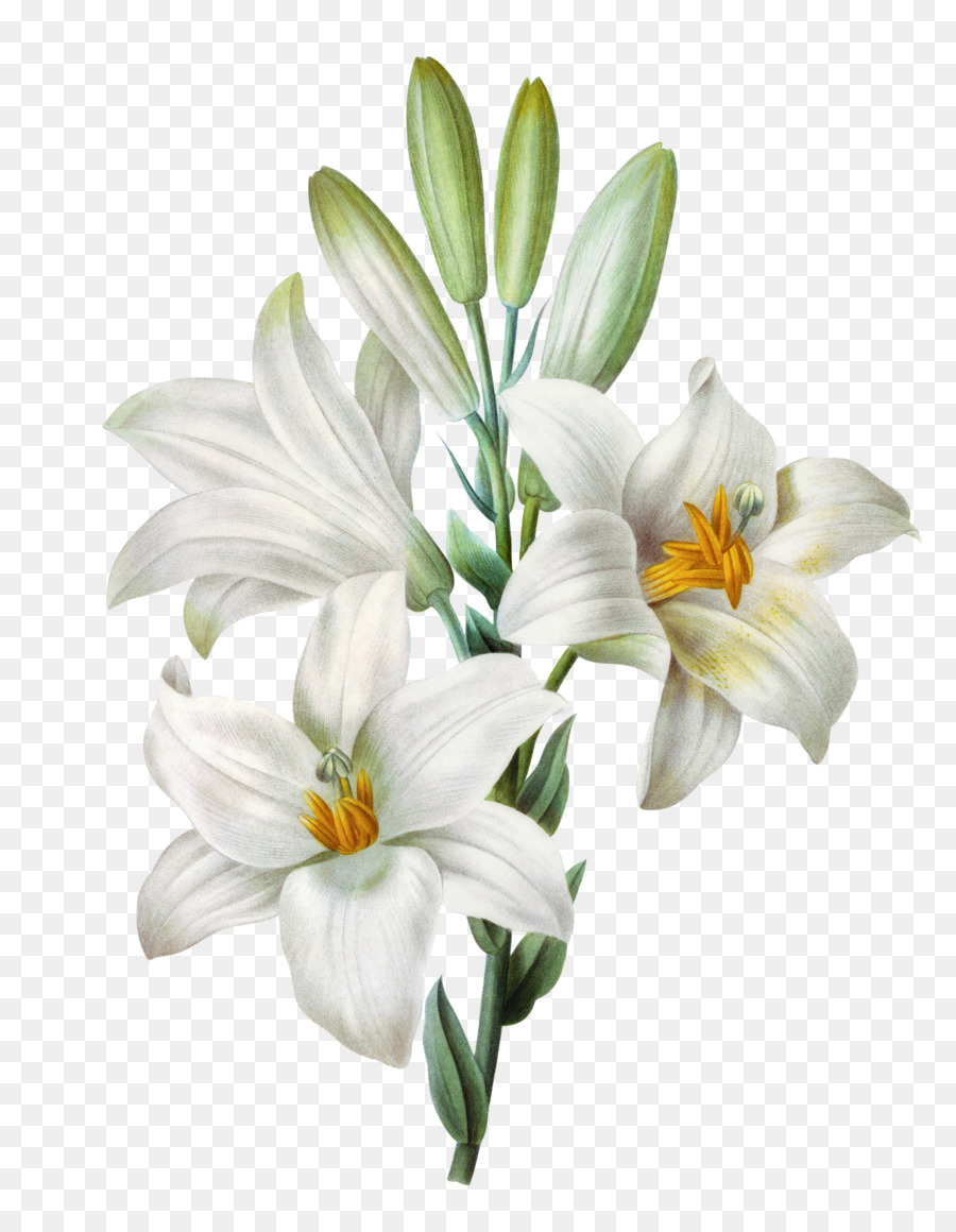 900x1160 Easter Lily Lilium Candidum Tiger Lily Watercolor Painting - Easter Lily Painting