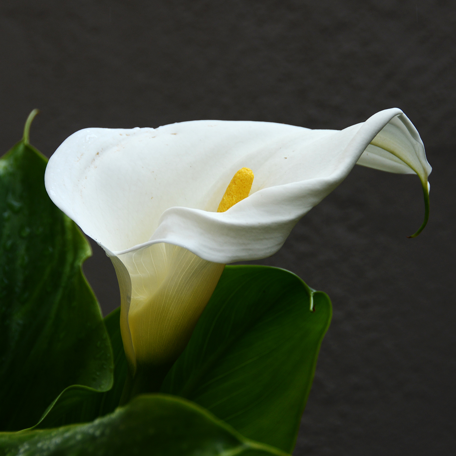 1500x1500 Forms Traced By Light Easter Lily - Easter Lily Painting