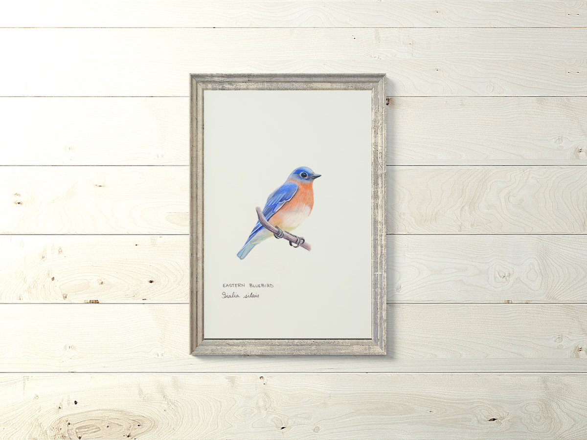 1200x900 Eastern Bluebird Art Print Digital Download - Eastern Bluebird Painting