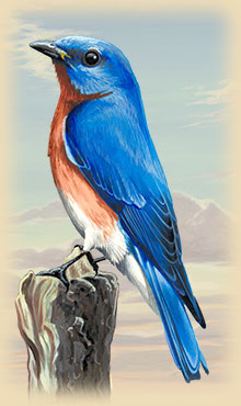 220x370 Eastern Bluebird Facts, Information, And Photos - Eastern Bluebird Painting