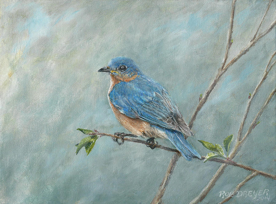 900x666 Eastern Bluebird Painting By Dreyer Wildlife Print Collections - Eastern Bluebird Painting