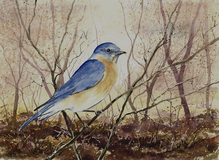 900x659 Eastern Bluebird Painting By Sam Sidders - Eastern Bluebird Painting