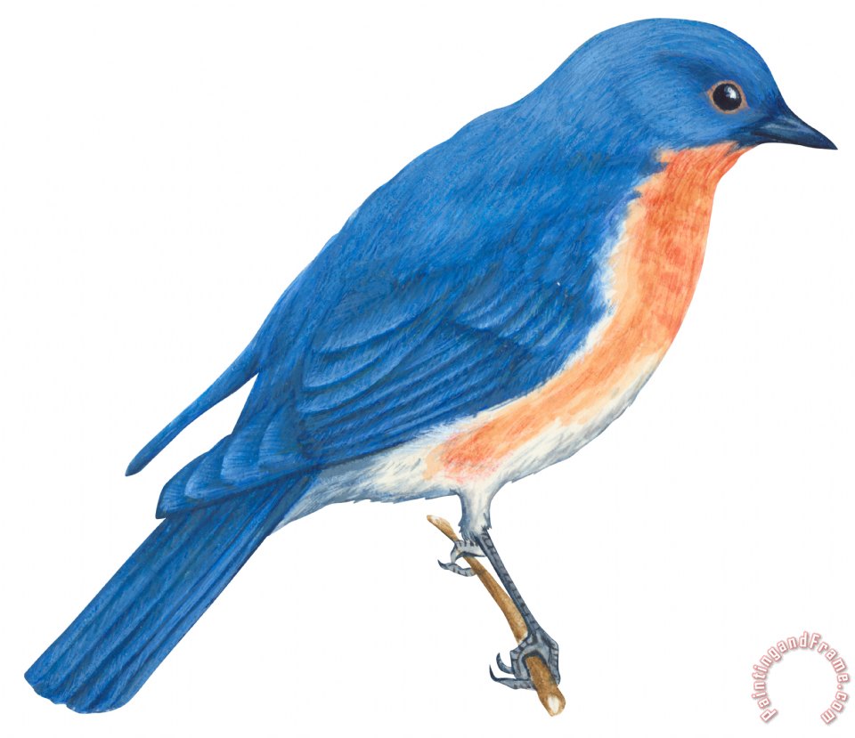 960x829 Others Eastern Bluebird Painting - Eastern Bluebird Painting
