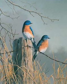 236x294 This Is An Open Edition Print From My Original Painting Titled - Eastern Bluebird Painting