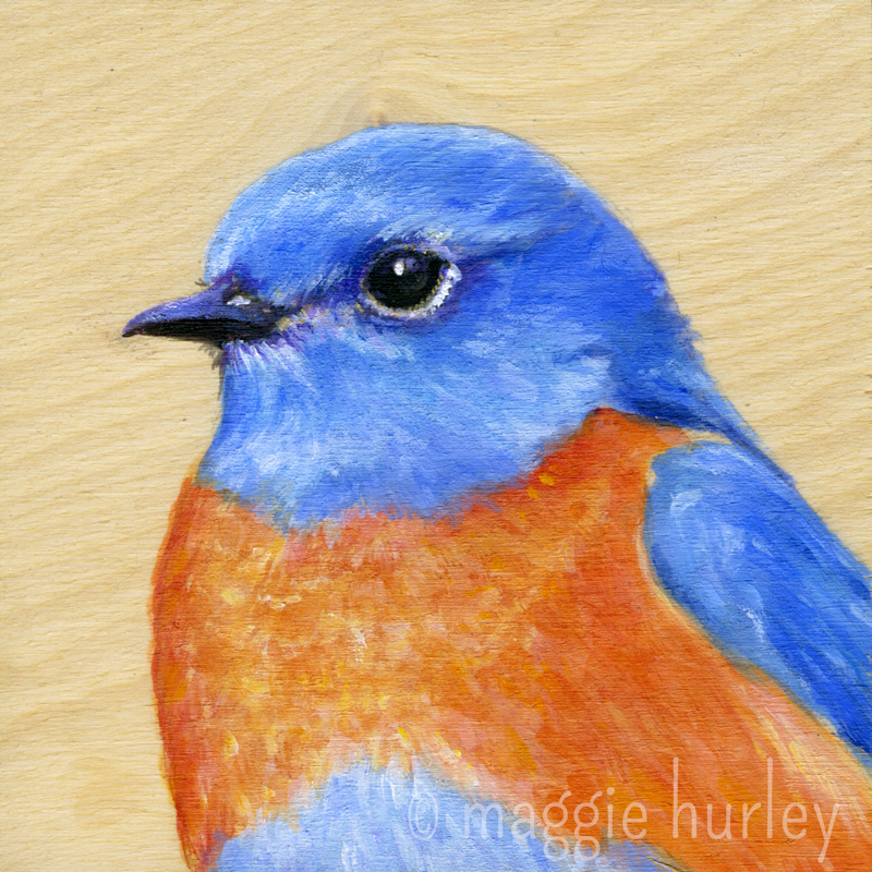 800x800 Western Bluebird - Eastern Bluebird Painting