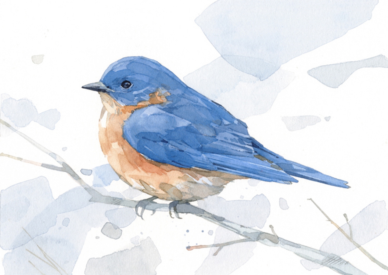 1600x1135 Bluebird Painting, Watercolor Art Print David Scheirer Watercolors - Eastern Bluebird Painting