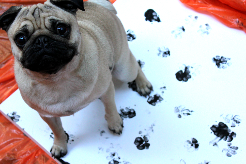 1000x667 Diy Dog Art Paw Painting Treats A La Bark - Easy Dog Painting