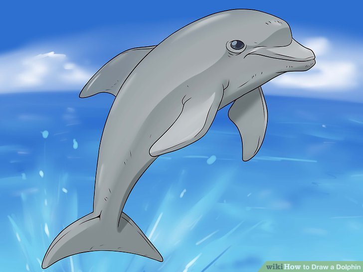 728x546 How To Draw A Dolphin 14 Steps (With Pictures) - Easy Dolphin Painting