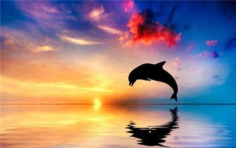 480x302 Dolphin Painting On Canvas - Easy Dolphin Painting