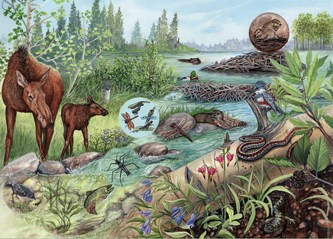 670x482 Riparian Ecosystem - Ecosystem Painting