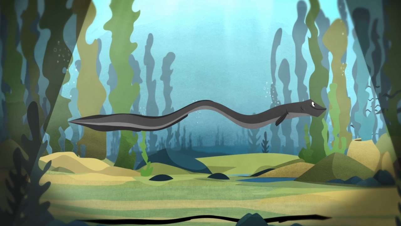 1280x720 Tagging Research On Eel In Belgium - Eel Painting