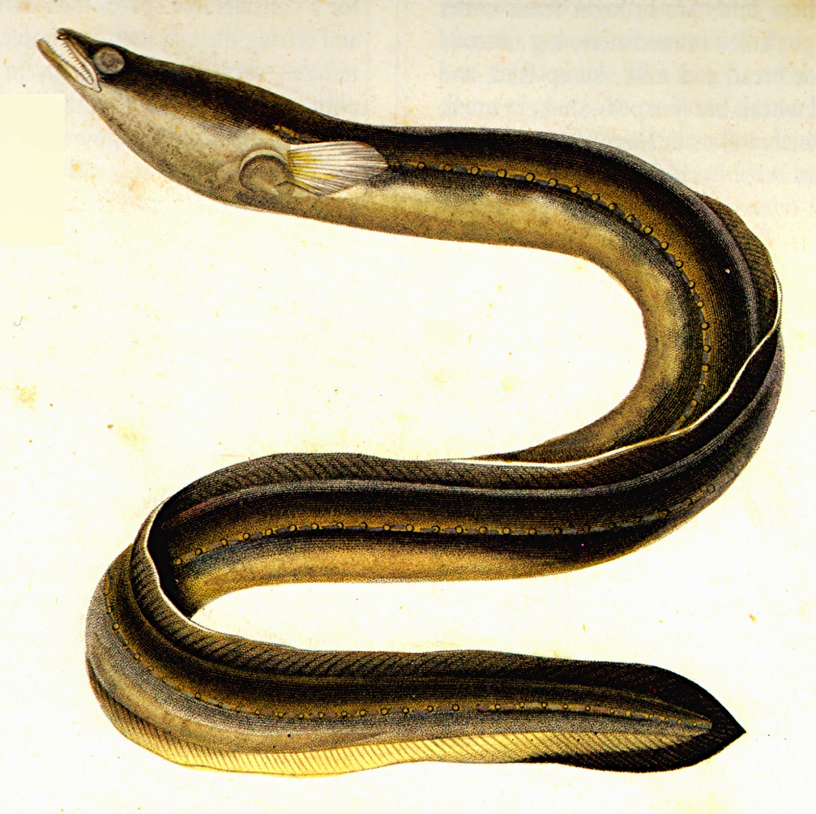1600x1596 The Once Common Eel Is Now Critically Endangered The Green Bard - Eel Painting