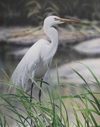 347x442 Manifest Majesty Great Egret Acrylic Painting By Wildlife Artist - Egret Painting