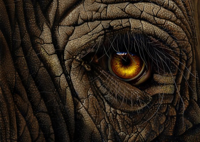 700x500 Elephant Eye Greeting Card For Sale By Jurek Zamoyski - Elephant Eye Painting