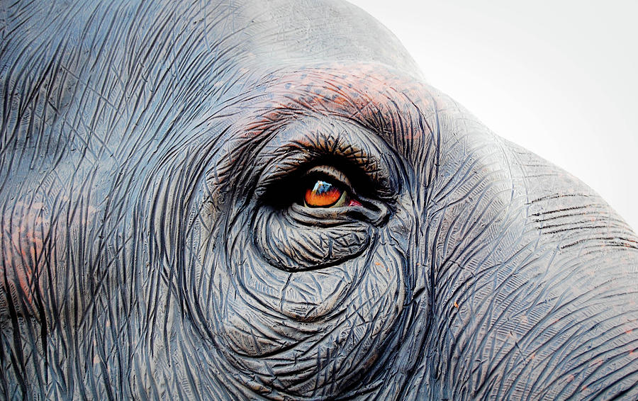 900x566 Elephant Eye Photograph By Selvin - Elephant Eye Painting