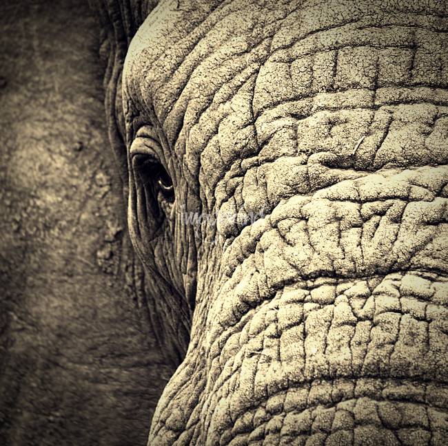 650x648 Elephant Eye By Kim Steinberg - Elephant Eye Painting