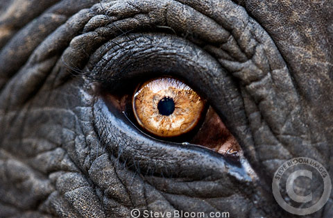 480x314 Alabama Fan Face Tree Face ~fan Face Collection Alabama Tree - Elephant Eye Painting