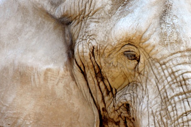 615x410 Painting Of Elephant's Eye Free Stock Photo - Elephant Eye Painting