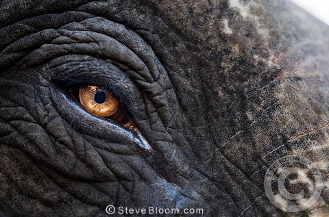 480x317 Close Up Of Elephant's Eye, Remnants Of Paint From The Elephant - Elephant Eye Painting