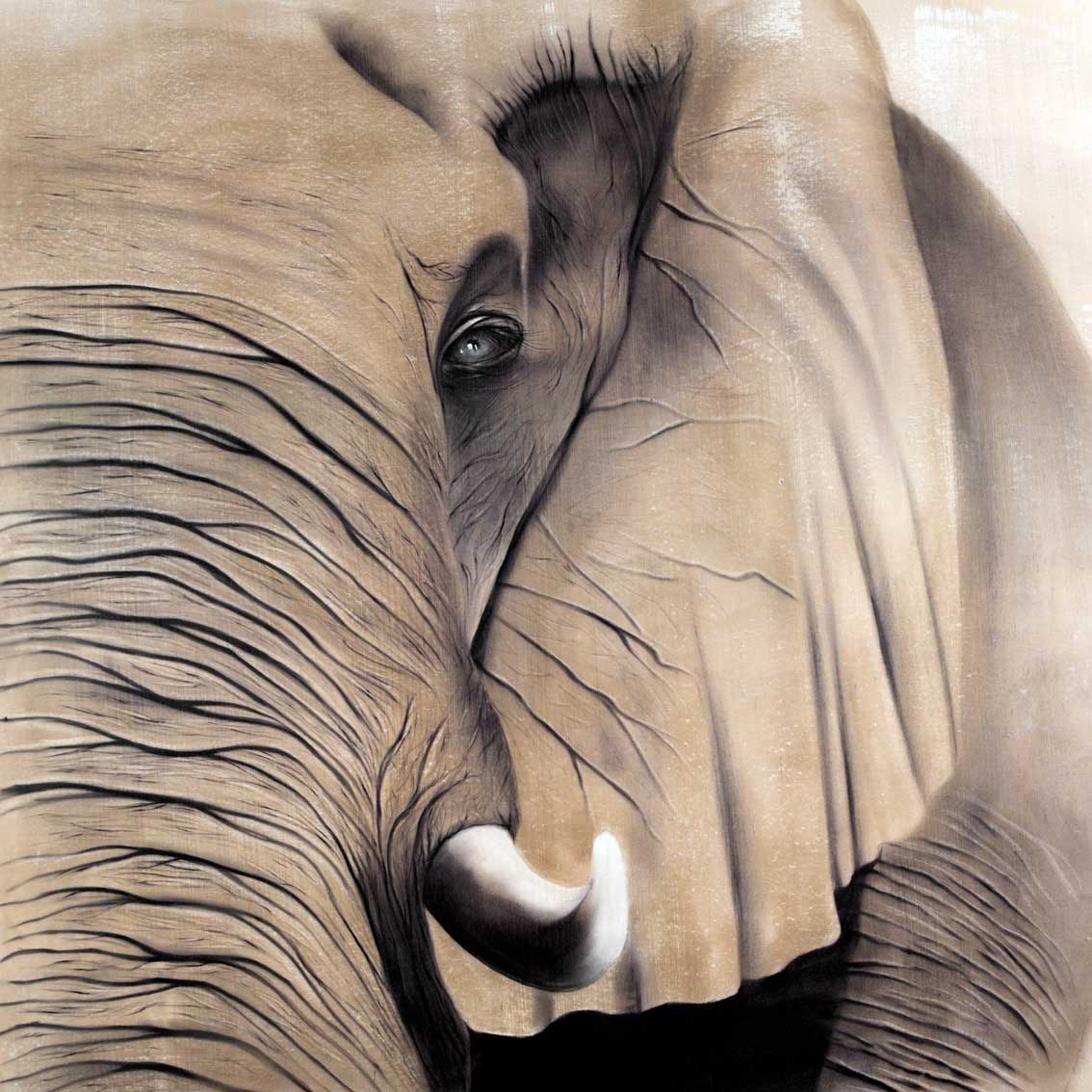 Elephant Eye Painting at Explore collection of