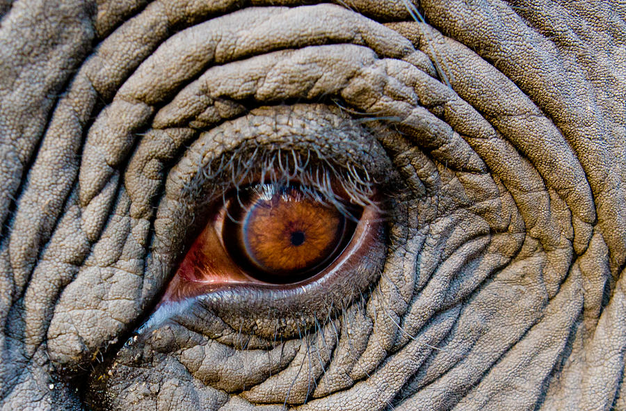900x591 Elephant Eye, Bandhavgarh National Park, India Photograph By Mint - Elephant Eye Painting