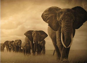 300x218 Zwpt76 Huge Decor Art 100% Hand Painted Elephants Oil Painting - Elephant Oil Painting