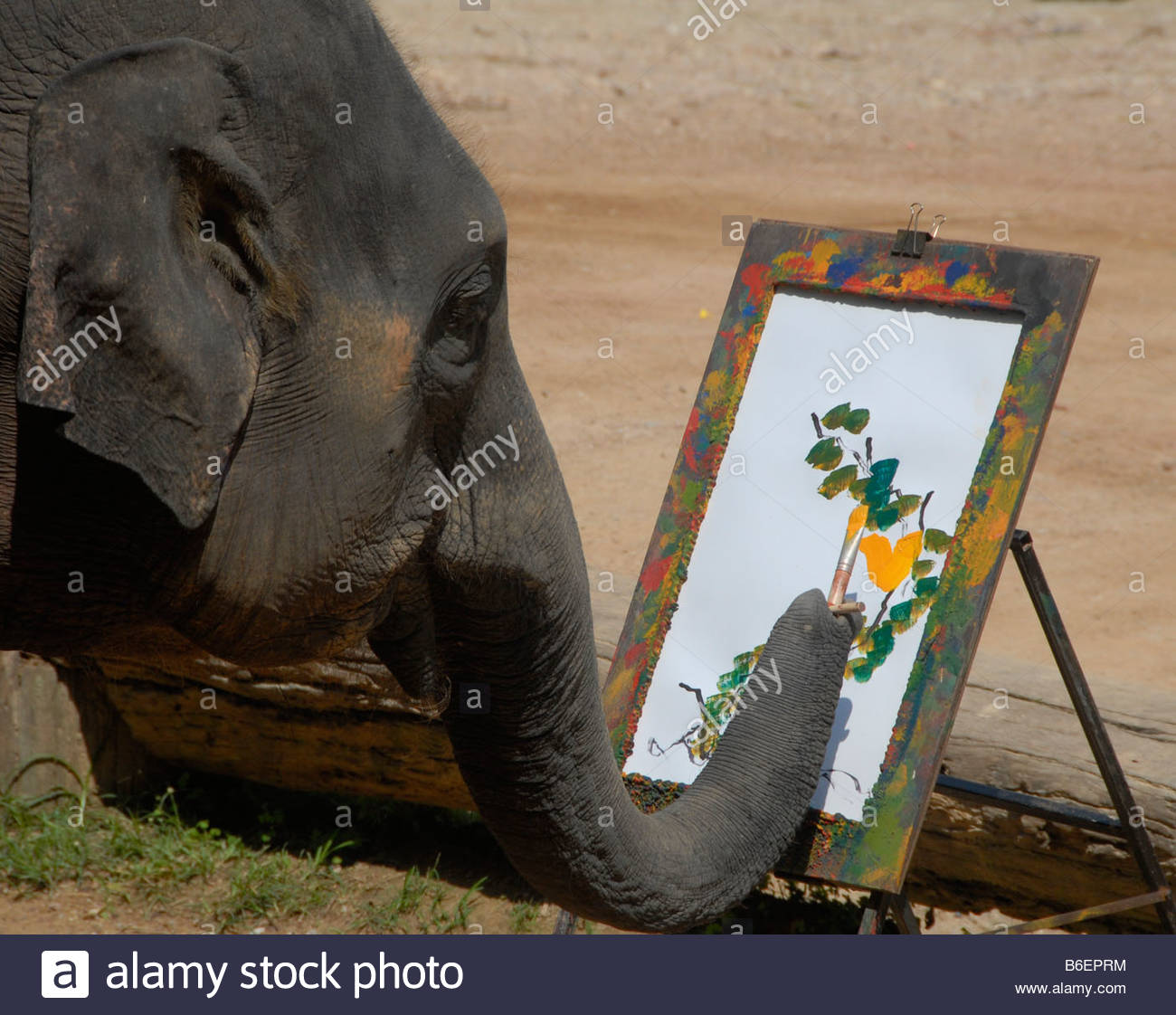 1300x1122 Elephant Painting Flowers, Mae Sa Elephant Camp, Chiang Mai - Elephant Painting An Elephant
