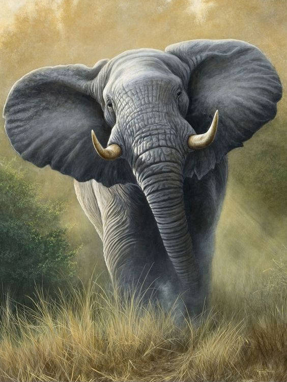 564x751 African Elephant Diamond Painting Embroidery Kit 5d Diamond - Elephant Painting Images